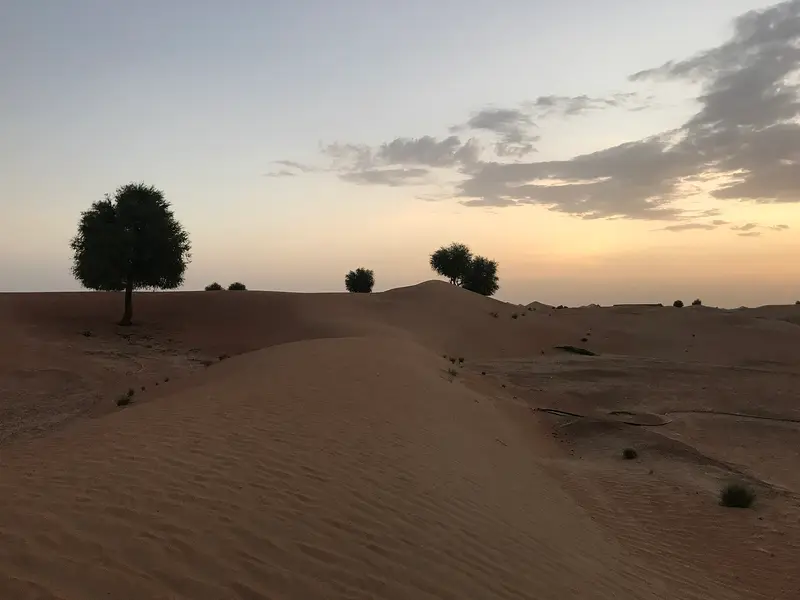 A lone ghaf tree on the desert floor at sunset