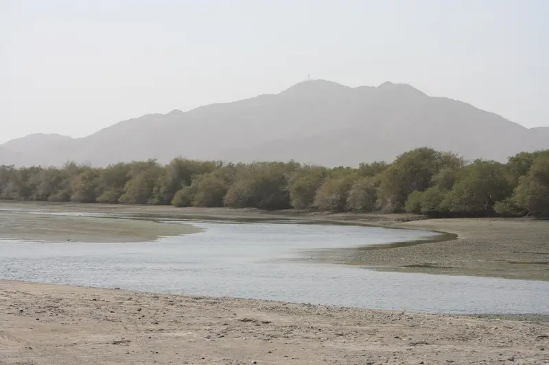 A tidal creek and mangroves at Khor Kalba with mountains behind